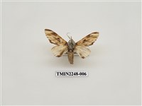 藏品(雲舟蛾)的圖片